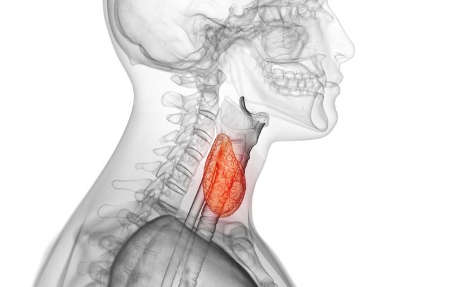 Beitragsbild Schilddrüse