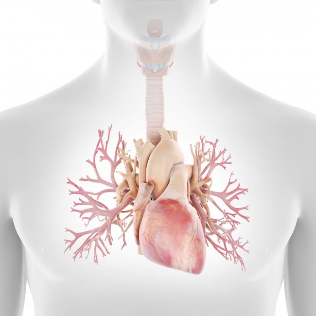 Myokardszintigraphie